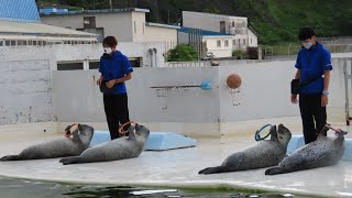 滑降アザラシ・おたる水族館