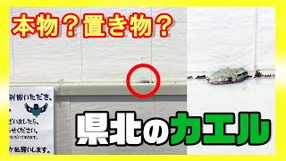 【冬眠中？】ドライブインのトイレで出会ったカエル【春までがんばれ】