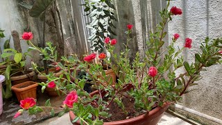 Purslane Portulaca | How to plant and grow purslane | #purslane #portulaca | full bloom on purslane