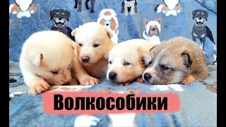 Шок! Белые щенки волкособа с голубыми глазами! / Shock! Wolfdog puppies, white color, blue eyes!