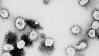 How the Coronavirus Spreads and Mutates