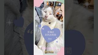 【至福の抱っこ】まるで抱っこちゃん人形？愛猫シロの可愛すぎるリラックスタイム【オリジナルBGM】