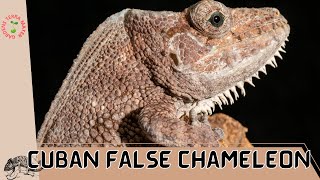 Cuban False Chameleon: The Master of Chameleon Mimicry! (Anolis porous or Chamaeleolis porcus)