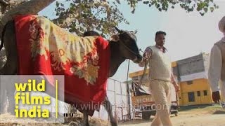 Rural Olympics in Punjab - Kila Raipur