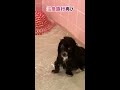 【狆とミニチュアダックスのmix犬】温泉旅行に行った日ハイライト