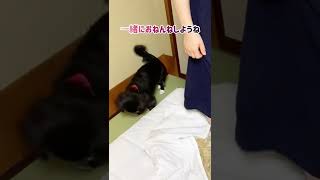 【狆とミニチュアダックスのMIX犬】温泉旅行に行った日ハイライト