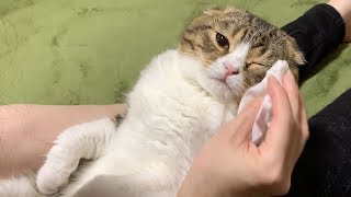 ママと一緒に目薬、頑張れるかな？な猫【スコティッシュフォールド】【Scottish Fold】