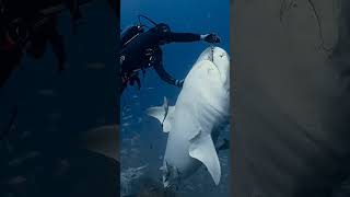 WOW !! Beginilah🦈 HIU ketika sedang kelaparan #funny #cute #animals #shorts