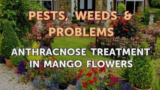 Anthracnose Treatment in Mango Flowers