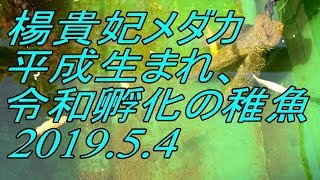 楊貴妃メダカの稚魚　2019.5.4