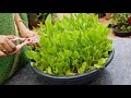 చుక్కకూర ని ఇలాగే పెంచాలి.. grow sorrel easily in this way. leafyvegetables sorrel aakukuralu