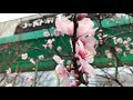 桜の花に似た『アーモンド』の花が満開に❣️