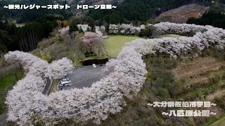 【観光】八匹原公園_桜_花見 大分県佐伯市_ドローン空撮_2024tourist spot