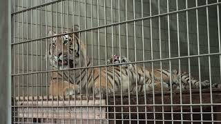 サーシャちゃんに枕にされて身動きが取れないヒューイくん♪　アムールトラ　浜松市動物園にて　2022年8月20日 　 00244