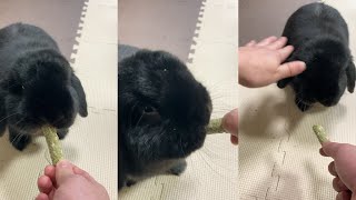 [ASMR] It feels good to see the rabbit eating crunchy while dirtying his face!