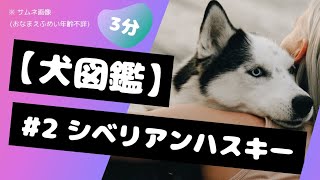 【犬図鑑 #2 シベリアンハスキー】歴史と解説動画 -かわいい犬種のワンちゃん動画を解説付きでつめこみました🐾