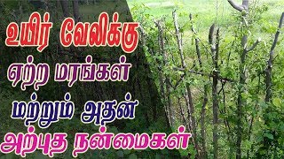 உயிர் வேலி அமைப்பது எப்படி? Uyir Veli | How to do Live fencing plants | Trees used in Live fencing