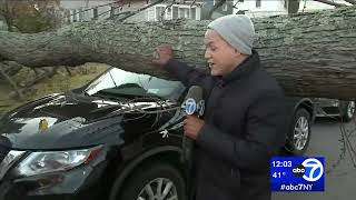 Stormy weather brings down trees, knocks out power