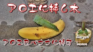 【イヌビワ】アロエに挿し木アロエをバナナに挿すとどうなるか How to insert aloe cuttings into bananas