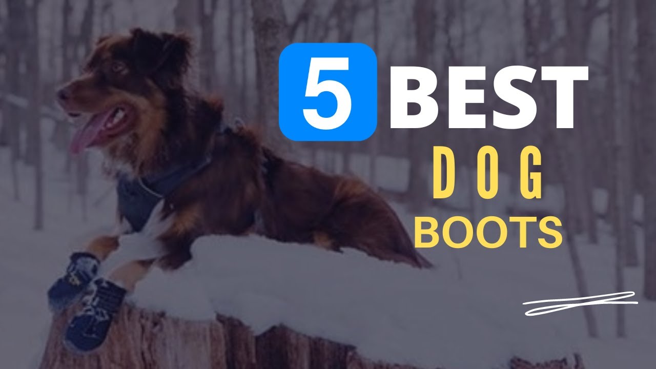 ⭕ Top 5 Best Dog Boots For Winter 2022 [Review And Guide] - YouTube