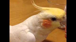 オカメインコさくらのジングルベル2014