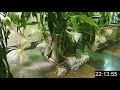 Царицынские оранжереи. Цветение кактуса epiphyllum oxypetalum