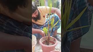 Planting Areca Palm tree 🌴 #arecapalm #gardening #plants #garden #arecapalmcare #agriculture #areca