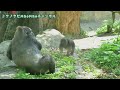 あまり見かけないおもちゃに興味が湧く赤ちゃんゴリラのスモモ 上野動物園ハオコファミリーpart16前半