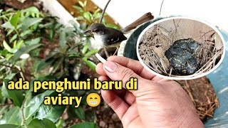 Penghuni aviary ada yang baru ini 😁