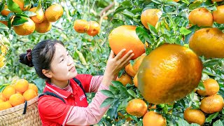 3 Days Harvesting The Biggest Oranges Go To Market Sell  | Farming \u0026 Cooking | Tieu Tam Daily Life