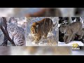 initiative to ban mountain lion u0026 bobcat hunting makes colorado ballot