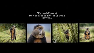 Golden Monkeys in Volcanoes National Park, Rwanda