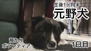 【保護犬】元野犬の仔犬を預かります