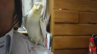 飼い主に挨拶するオカメインコ【シナモン】