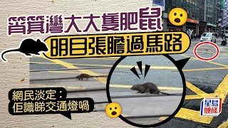 老鼠出沒｜大隻肥老鼠筲箕灣過馬路 網民睇到眼凸凸：正一過街老鼠