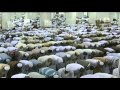 Night 9 Makkah Taraweeh 2013 Witr by Sheikh Sudais