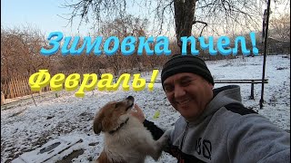 ✅ Зимовка пчел, Февраль! #пчеловодство1