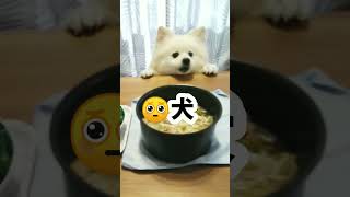 飼い主が先に食べちゃうと勘違いしたデカポメラニアン（犬）#shorts #short