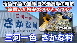 【三河一色さかな村 箱買いが格安のアジとイワシ 活魚,珍魚の宝庫 日本最高峰の朝市】あばお 海鮮ちゃんねる #333 2025.01.19