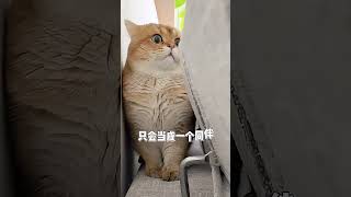 猫咪知道自己是只猫吗猫咪 养猫人 好懂事的猫猫 猫咪有哪些迷惑行为 现在的猫咪都成精了吗