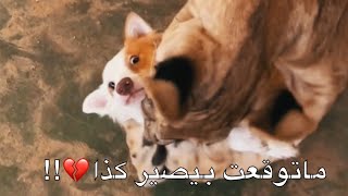 لحظة لقاء اللبؤة والكلب بعد فراق سنة !! اقوى مقطع قد صورته !💔