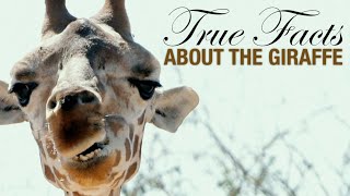 True Facts: The Wacky Giraffe