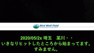 2020/5/2x 埼玉　某河川・・ナマズ狙ってたら、シーバス ヒット。。