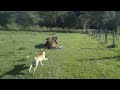 lindo amanhecer na fazenda+ cachorro dola brincando 🐕