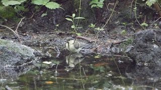 河口湖フィールドセンターのシジュウカラ（幼鳥）の水浴び　その１（4K動画）