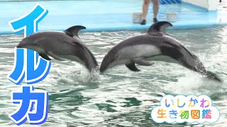 華麗にジャンプ！海の人気者『イルカ』のとじま水族館（いしかわ生き物図鑑 #8）