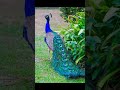 வயதாகி இறக்கும் மயில் மரணத்தை யாருமே பார்க்க முடியாது 🦚🦚 trending peacock animallover birds speed