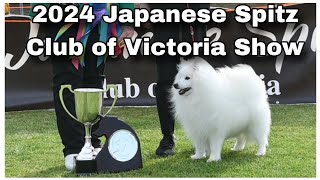 2024 Japanese Spitz Club Of Victoria Championship Show