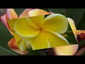 plumeria frangipani flowers blooming top 100 best varieties