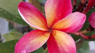 Plumeria / Frangipani Flowers Blooming - Top 100 Best Varieties